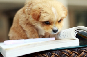 dog-reading-book